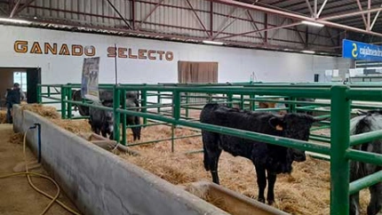 Extremadura suspende todas sus ferias de ganado para blindarse ante la Dermatosis Nodular Contagiosa