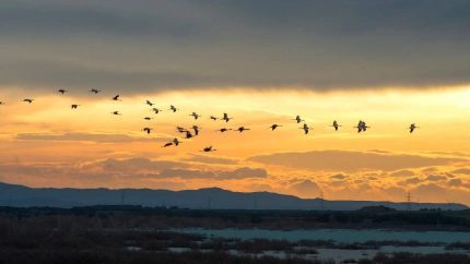 Migración de las Grullas en la Alberca de Alboré