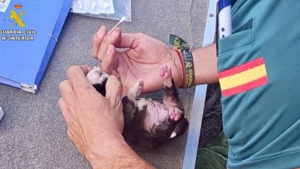 Cachorros abandonados en Valverde de la Vera