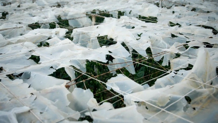 Efectos del temporal en un invernadero en El Ejido.