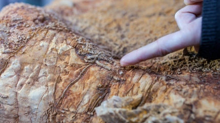 Fotografía recurso de fósil