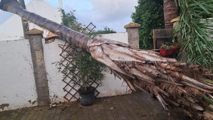 Un árbol caído tras el paso de una manga marina en Rota