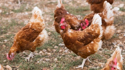 La gripe aviar provoca la muerte de 500 aves en Aragón