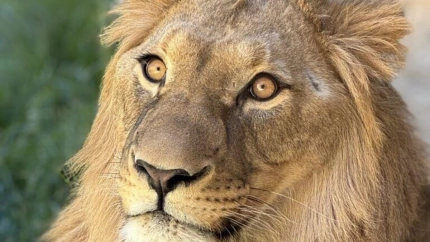 León africano Amaru