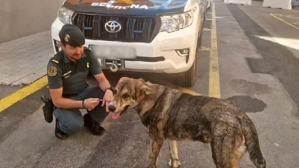 El perro salvó la vida pese al abandono y su deteriorado estado de salud