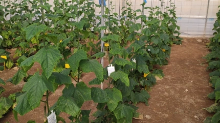 Plantación de pepinos