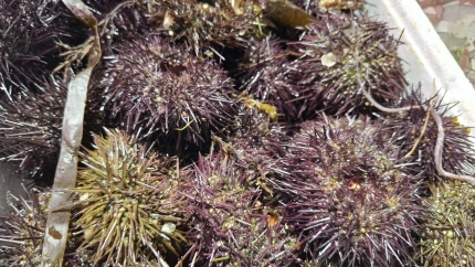Oricios, en la pescadería Semar del Mercado del Sur de Gijón