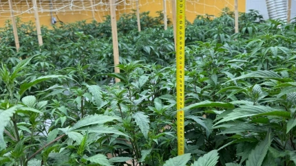 Así operaba la pareja que cultivaba más de 700 plantas de marihuana en un polígono de Ponferrada (León)