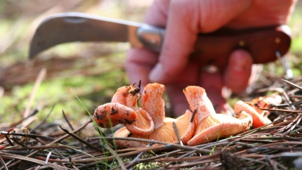 Las especies más abundantes en la comarca del Eume son los níscalos y los boletus