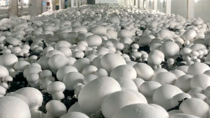 El sector del champiñón en La Rioja tiene un gran protagonismo y busca modernizarse