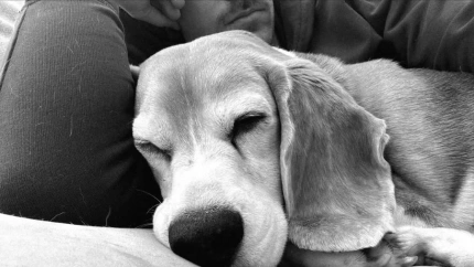 Aaron Ramsey ha perdido en México a su perrita beagle llamada Halo.