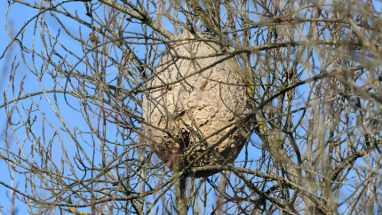 PEY132 Asian wasp nest