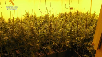 La Guardia Civil detiene a tres personas y desmantela una plantación de marihuana con enganche ilegal a la red eléctrica