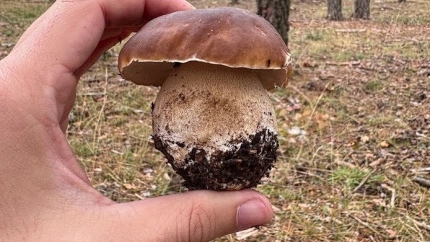 Setas en Guadalajara