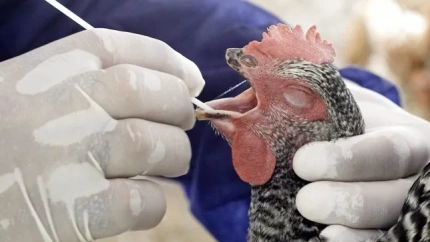 Precaución ante la gripe aviar en Aragón