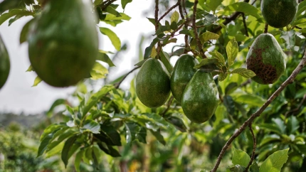 Cómo plantar un aguacate en casa y cuidarlo para que crezca fuerte y saludable