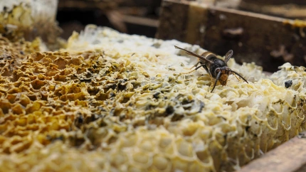Vista de las 60 colmenas de avispa velutina en la parroquia de Escairón, en O Saviñao (Lugo)