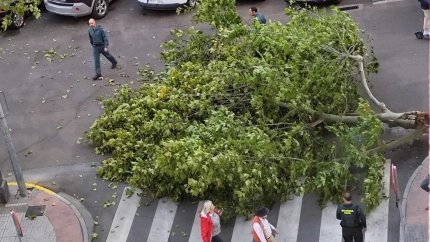 Este árbol se ha caído esta mañana en la Plaza de Santo Domingo, afortunadamente, sin consecuencias