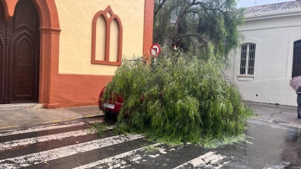 Un árbol ha caído sobre un vehículo en la Plaza del Corazón de María