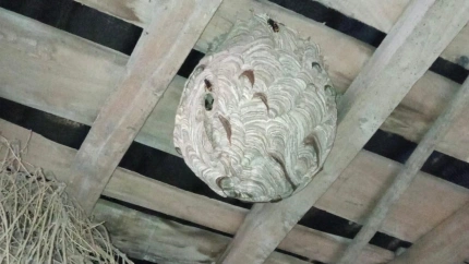 Aspecto que tenía el nido en Viñas de Sanabria