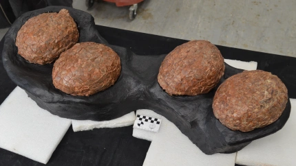 Los huevos más grandes descubiertos de dinosaurios