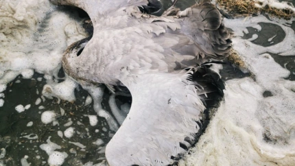 grulla muerta por gripe aviar en Cantogallo