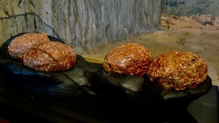 Huevos de titanosaurios del yacimiento de Poyos, en el MUPA