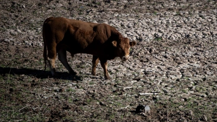 En breve llegarán las nuevas vacunas
