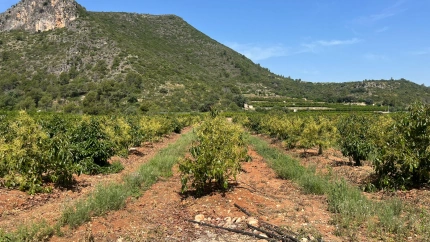 Los campos de la Marina Alta se llenan de aguacateros, el nuevo cultivo que está transformando el paisaje agrícola de la comarca