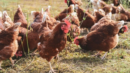 Foto de archivo de cría de gallinas al aire libre