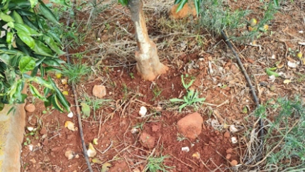 Los jabalíes causan daños en campos de naranjos de Castellón