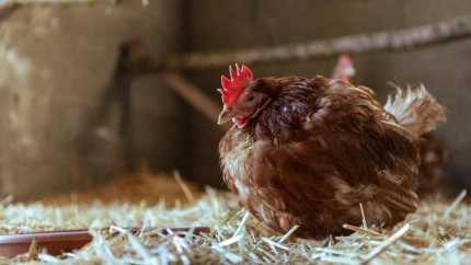 Imagen de archivo de una gallina en un corral