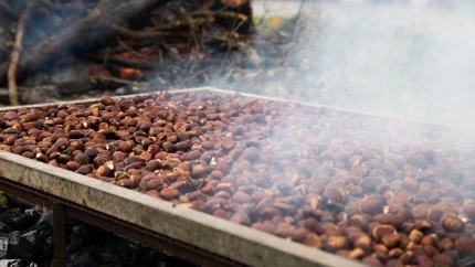 Las castañas protagonizan la fiesta este fin de semana en la provincia de Ourense