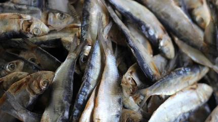 la elevada estatura de los holandeses, los hombres más altos del mundo con una media de 1,82 metros, está indirectamente relacionada con este pescado.