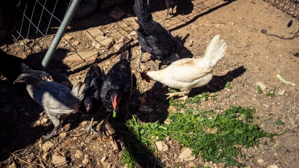 Gallinas en una granja en el campo cerca del pueblo de Carmona