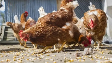 Las gallinas deberán estar protegidas por mallas pajareras