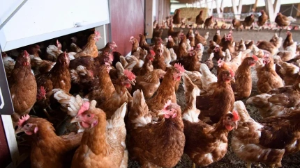 El avance de la gripe aviar obliga a confinar las aves de corral en 250 municipios de Castilla y León