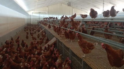 Situación de las gallinas confinadas en la Granja Miranda