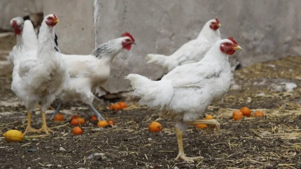 Las gallinas camperas deben confinarse ante la llegada de la gripe aviar