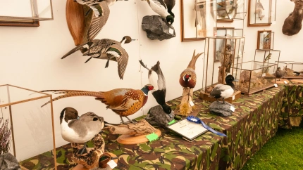 Fotografía recurso de taxidermia