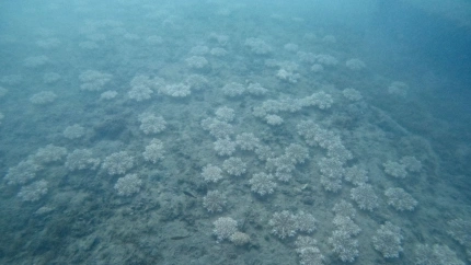 Hallazgo medusa en Almería