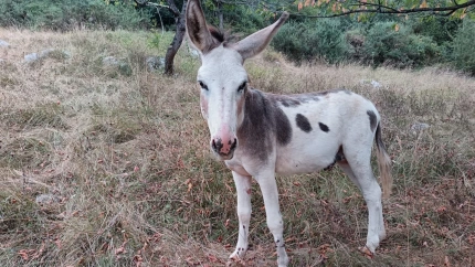 Chipi, burro atacado por el lobo en Puerto (Oviedo)