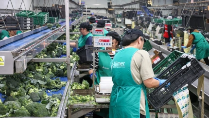 Una trabajadora en un almacén de manipulado agrícola de Lorca