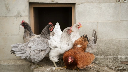 A Mariña, Lugo. Entran en vigor nuevas medidas de prevención de la epidemia de gripe aviar que asola Europa. La comarca de A Mariña, en Lugo, es una de las que implementa mayores restricciones, al ubicarse en la costa, y para prevenir el contacto de aves domésticas con aves marítimas o migratorias que pudiesen extender la epidemia. En la imagen, gallinero doméstico en Ludeiro, Ribadeo, en la mañana del domingo 9 de noviembre