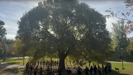 Almez de Parque BruilVecinos de los barrios zaragozanos de San Agustín, Tenerías, La Madalena, Las Fuentes y San Miguel han grabado un vídeo para apoyar la candidatura del almez del Parque Bruil de la capital aragonesa, que compite en el concurso español Árbol del Año 2026, organizado por la ONG Bosques sin Fronteras.SOCIEDAD VECINOS PARQUE BRUIL
