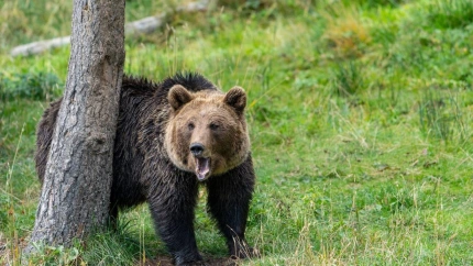 La búsqueda de comida de los osos tras los incendios pone en jaque a los apicultores de El Bierzo (León)