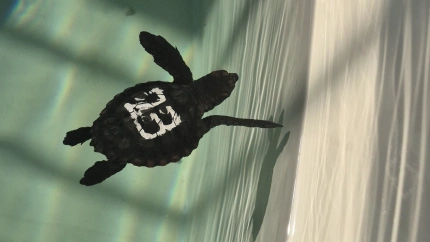 Una de las tortugas bobas llegadas al Acuario de Gijón desde Cartagena