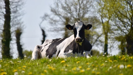 Una vaca lechera, en el campo