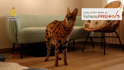 Rescatado un serval en un domicilio particular de Alicante