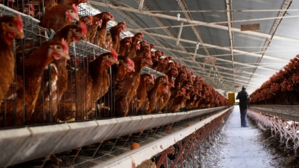 La gripe aviar está ocasionando subidas de precios en el pollo y los huevos